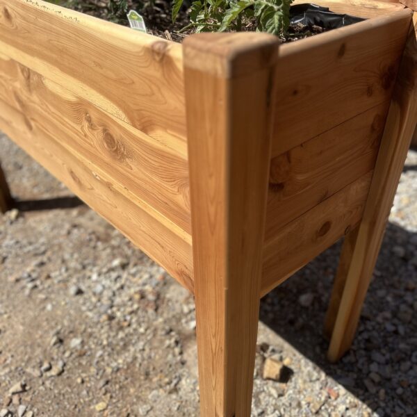 Eastern Red Cedar Patio Planter with herbs growing in it