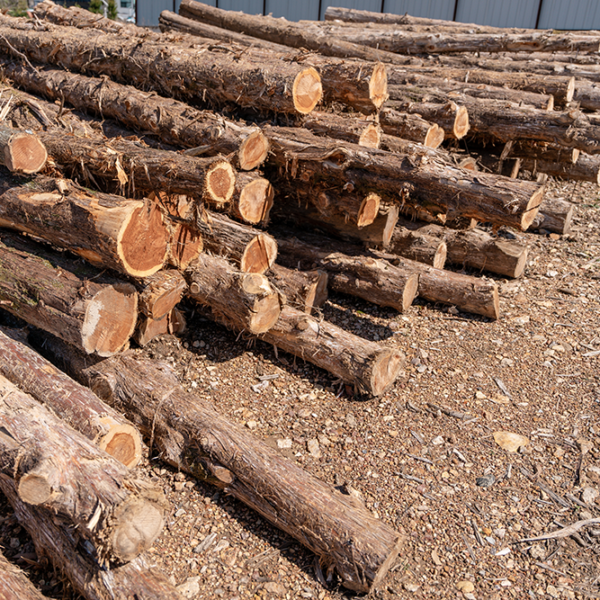 Pile of freshly cut Eastern Red Cedar logs stacked at Mountain Milling Co. in Mountain Home, Arkansas, ready for milling into tongue and groove, siding, and other cedar lumber products.